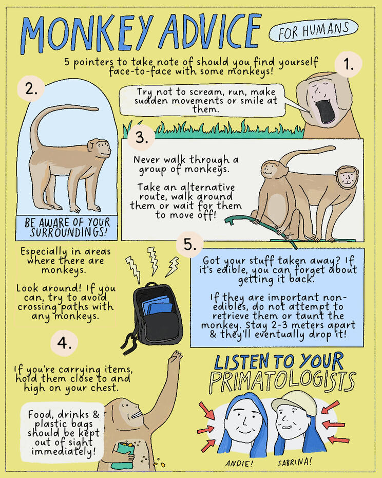 ^ Poster to encourage people to have healthy human-wildlife relationships (supported by primatologists)
